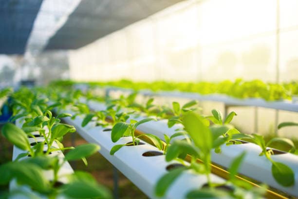 Hydroponic Systems
